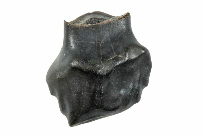 Fossil Nodosaur Tooth - Judith River Formation #260315